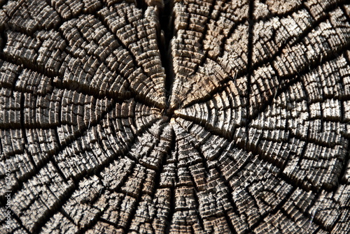 Log texture of an old Russian wooden house. photo