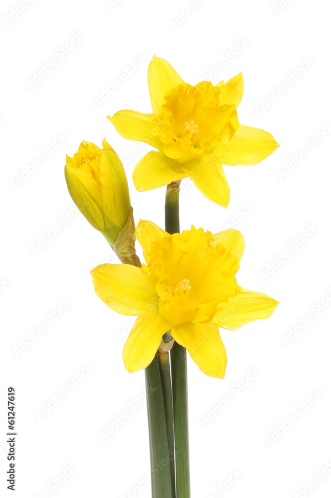 Daffodil flowers Daffodil flowers