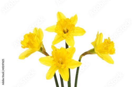 Fototapeta kwiat trąbka narcyz płatki żółty
