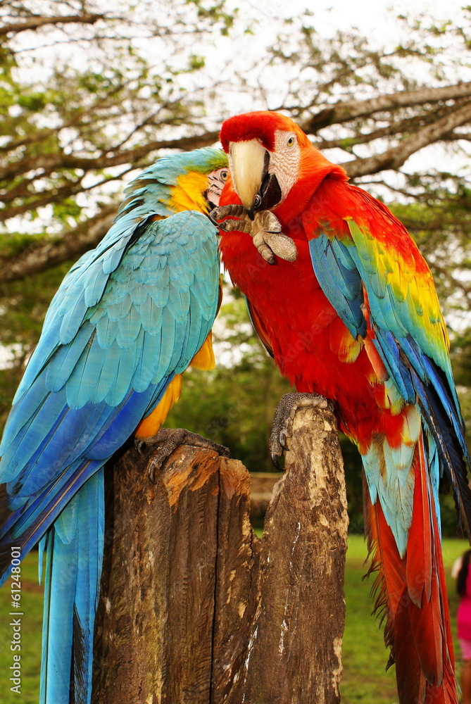 Couple of macaw parrots