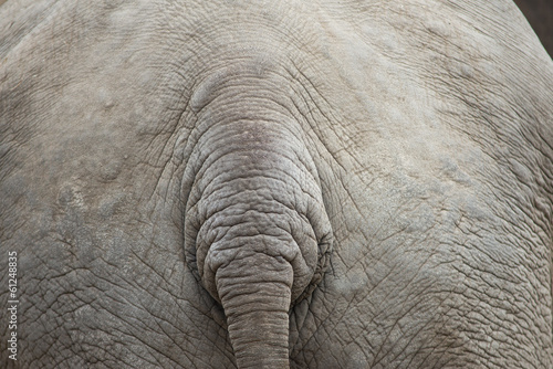 Elephant background pattern with tail
