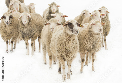 Fotografia Sheep herd