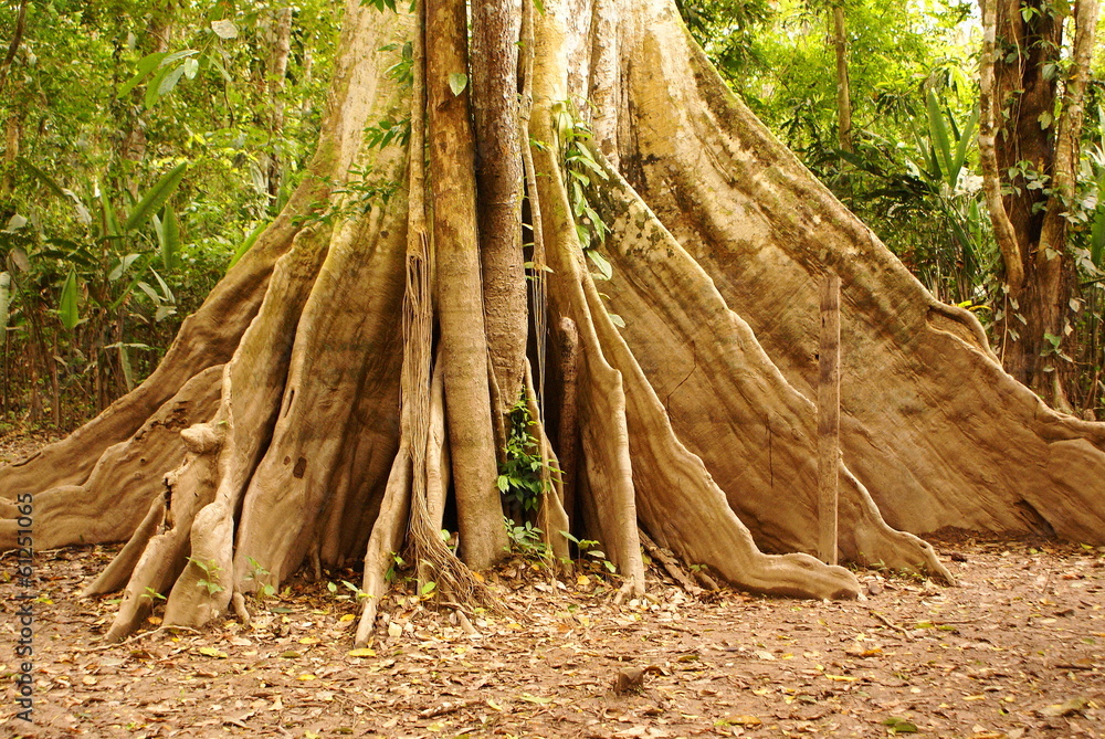 Amazon jungle tree