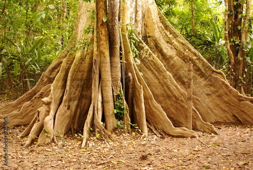 Obraz na płótnie Amazon jungle tree w salonie