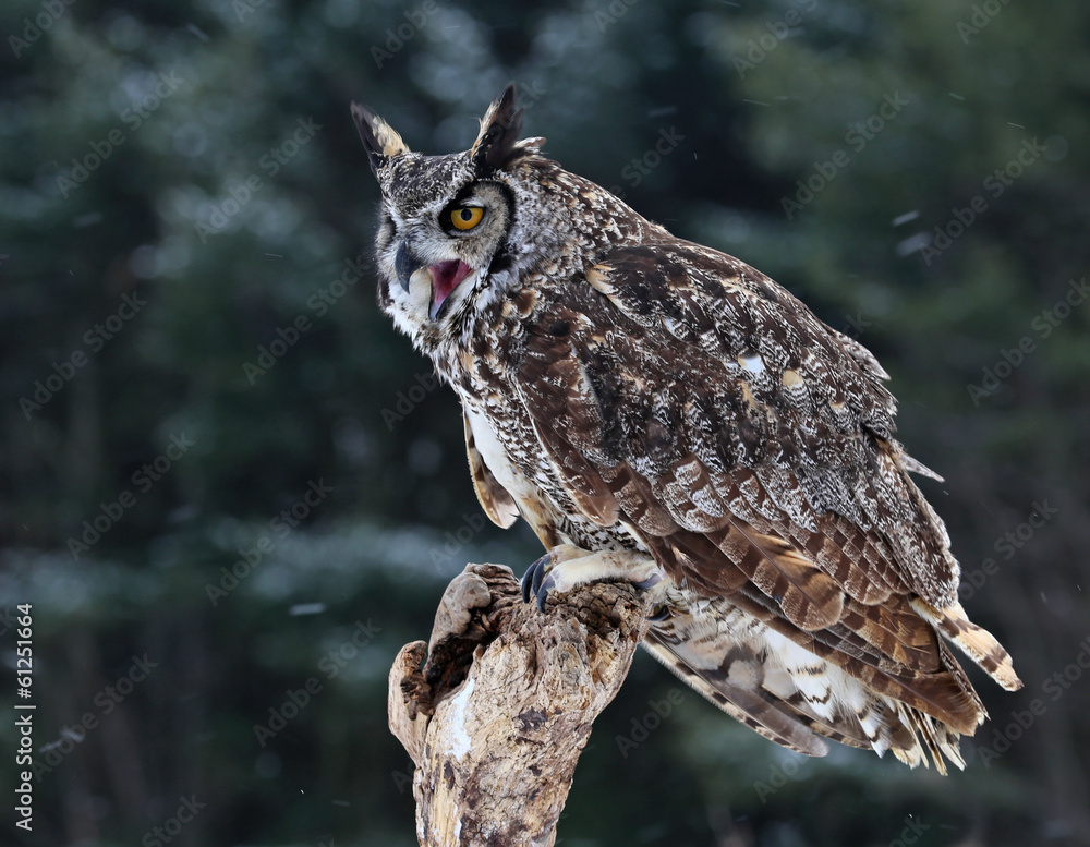 Speaking Great Horned Owl Speaking Great Horned Owl