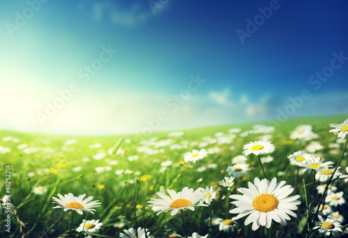 Fototapeta Naklejka Na Ścianę i Meble -  field of daisy flowers