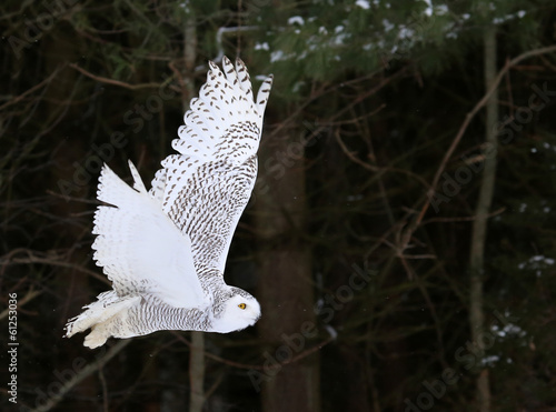 Foto A Snowy Owl (Bubo scandiacus)