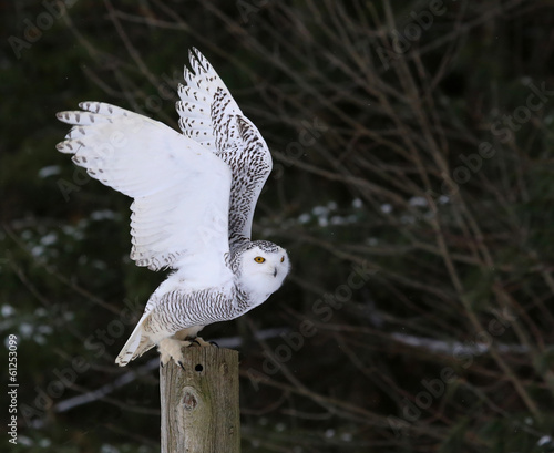 Snowy Owl Flapping it's Wings