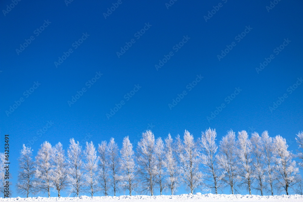 美瑛の丘 冬白樺並木の樹氷美瑛の丘 白樺並木 樹氷 白樺 並木 美瑛 青空 酷寒 雪 冬 観光地 北海道 並木道 Stock 写真 Adobe Stock