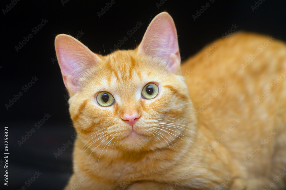 Obraz premium Ginger cat on black background