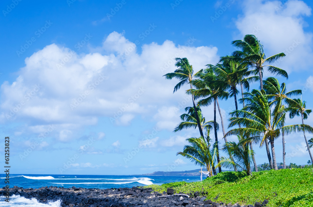 Naklejka premium Coconut Palm tree on the beach in Hawaii