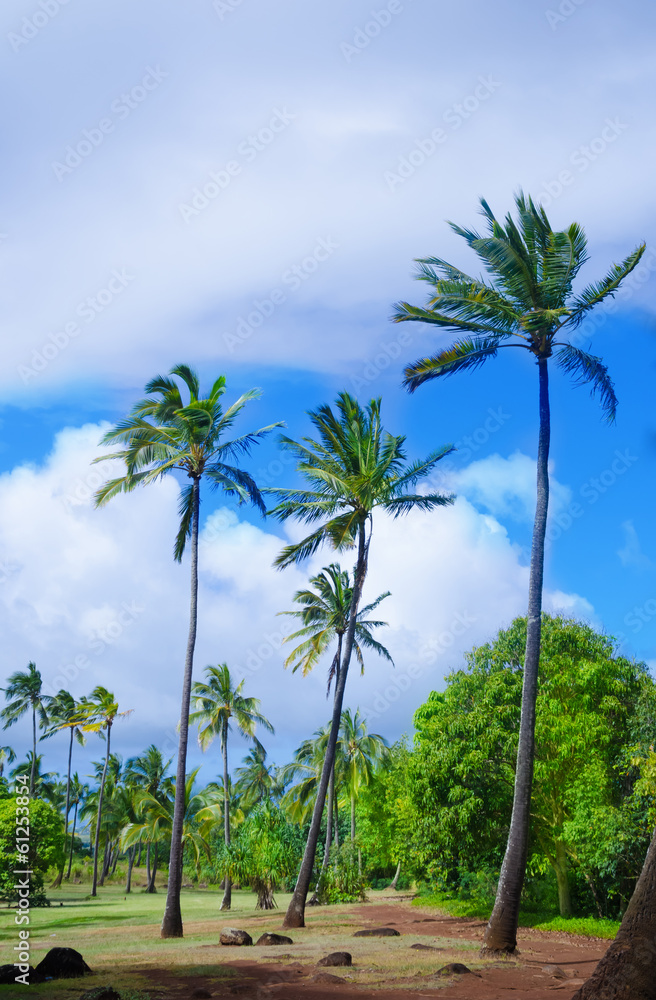 Coconut Palm trees in Hawaii