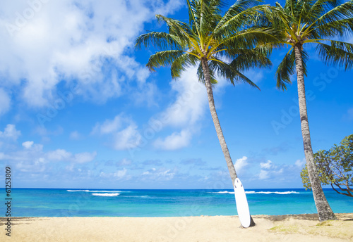 Coconut Palm tree with curfboard in Hawaii
