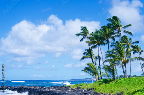 Coconut Palm tree on the  beach in Hawaii