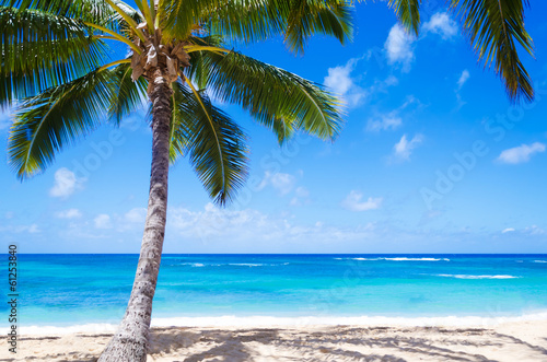 Fototapeta Naklejka Na Ścianę i Meble -  Coconut Palm tree on the sandy beach in Hawaii