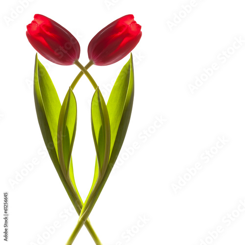 Fototapeta Naklejka Na Ścianę i Meble -  two tulip flower on a stem with leaves isolated on white backgr