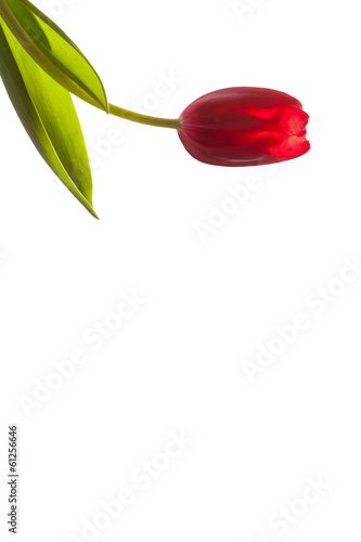 blank tulip flower on a stem with leaves isolated on white back