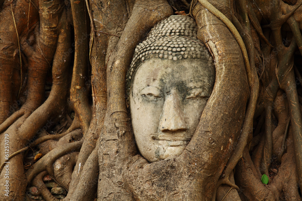 Buddha head statue in tree root
