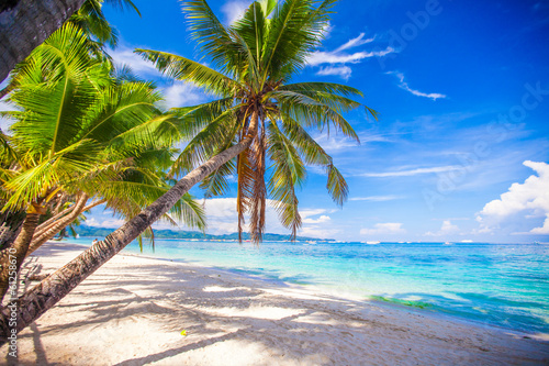 Coconut Palm tree on the white sandy beach © travnikovstudio