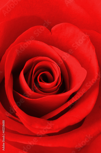 Red rose texture