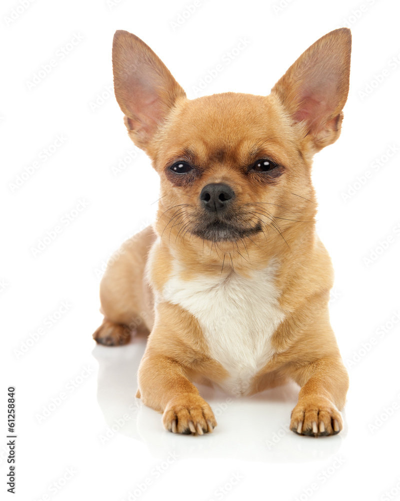 Chihuahua dog isolated on white background.