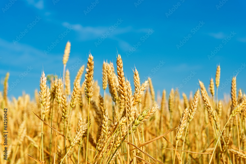 wheat field wheat field