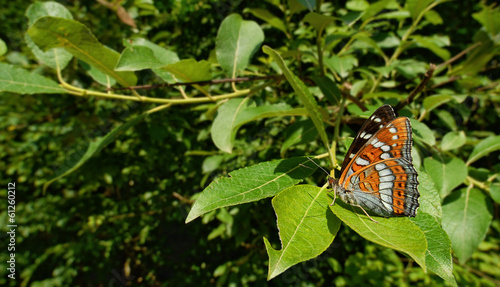 Fotografie Poplar admiral (Liminitis populi).