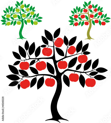 Apple Tree