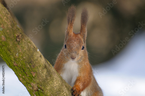 Squirrel © Pavlo Burdyak