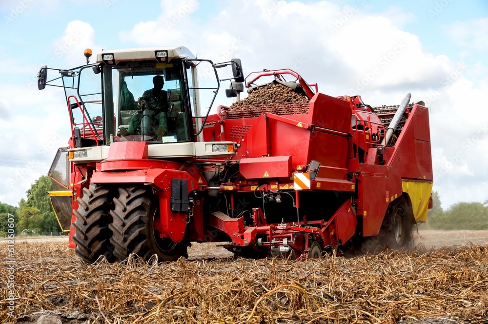 Obraz premium Kartoffeln roden mit Vollernter
