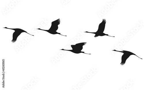 Crane flock