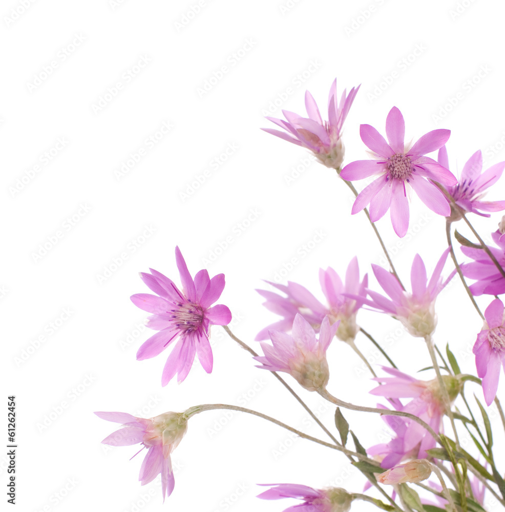 Wildflowers isolated on white background. Immortelle