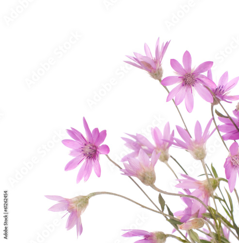 Wildflowers isolated on white background. Immortelle