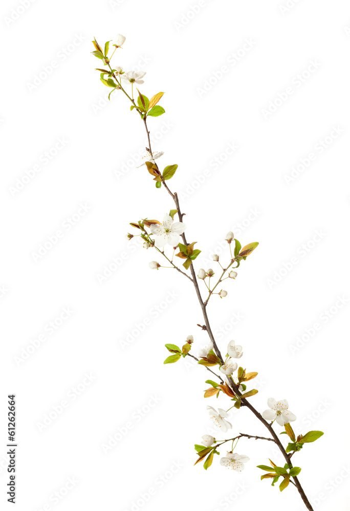 cherry in blossom isolated on white.