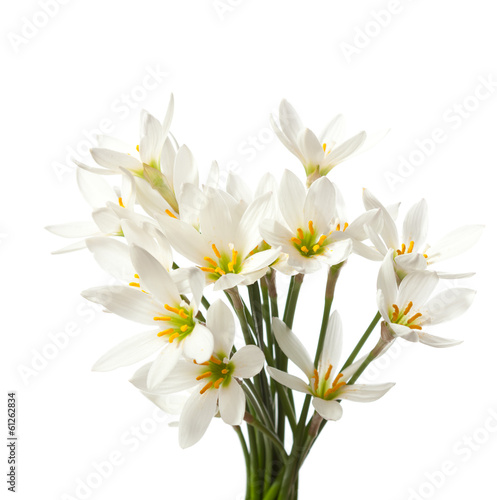 lilies isolated on a white. white rain lily