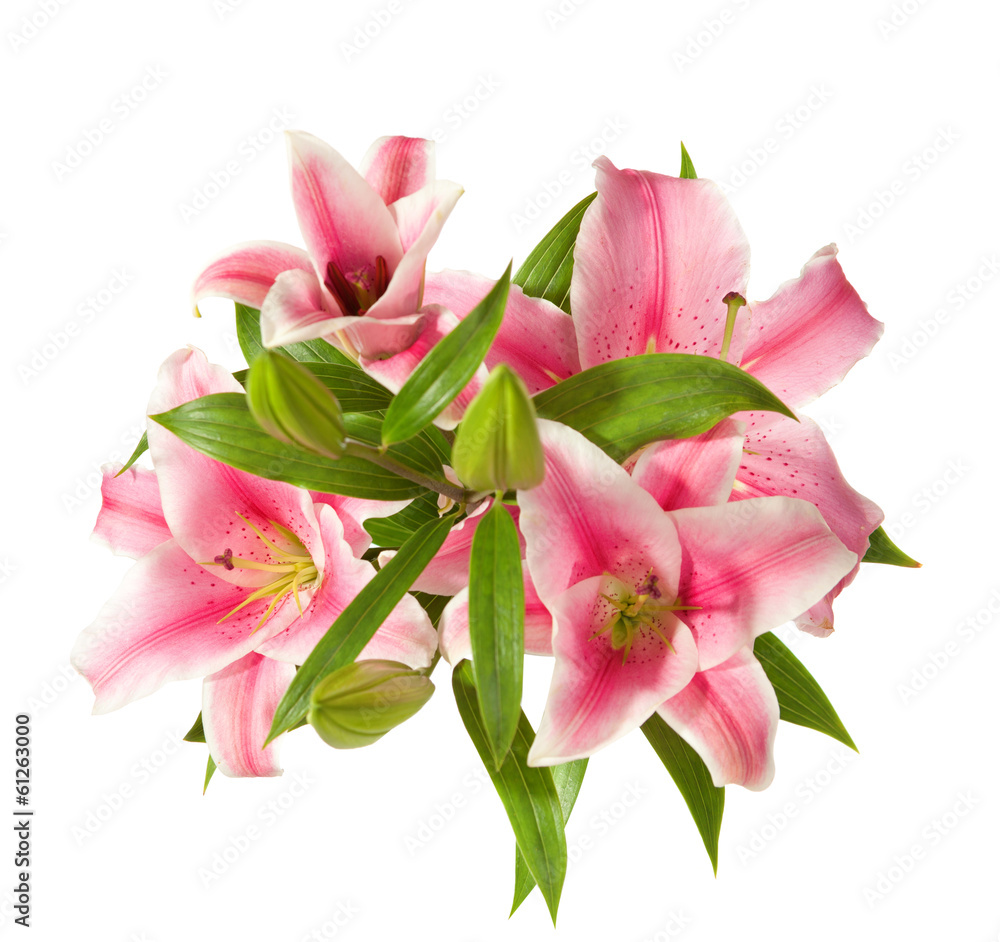 pink lilies bunch isolated on a white background pink lilies bunch isolated on a white background