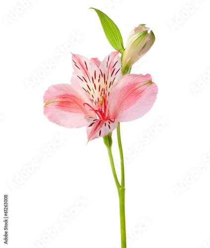 Pink flower isolated on white background. Alstroemeria