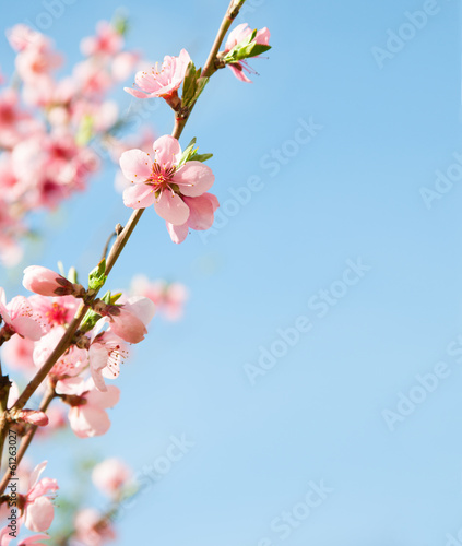 branches with pink flowers against the blue sky. Peach