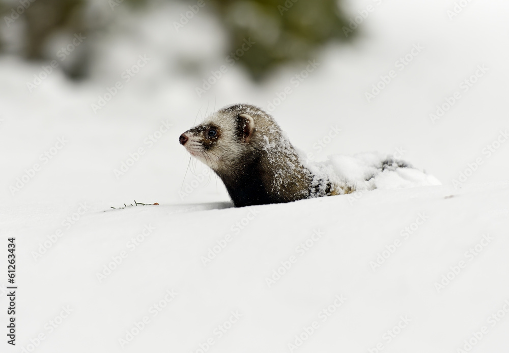 Obraz premium Forest polecat