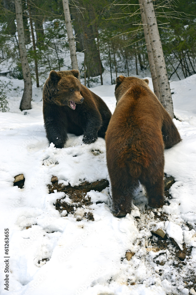 Naklejka premium Brown bear in the woods in winter