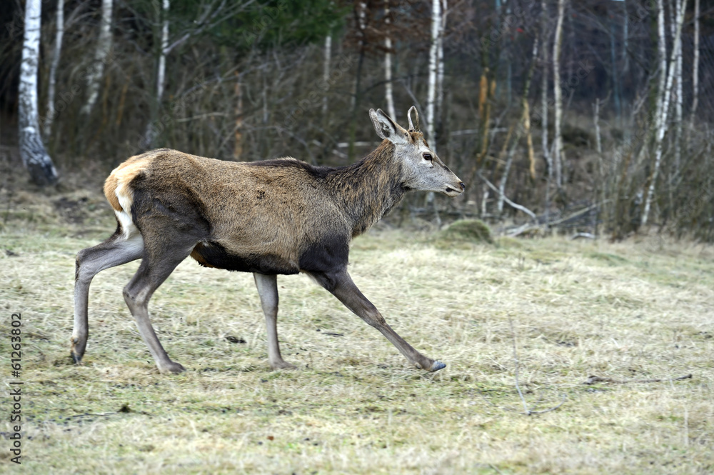 Red deer in their natural habitat Red deer in their natural habitat