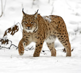 winter Lynx