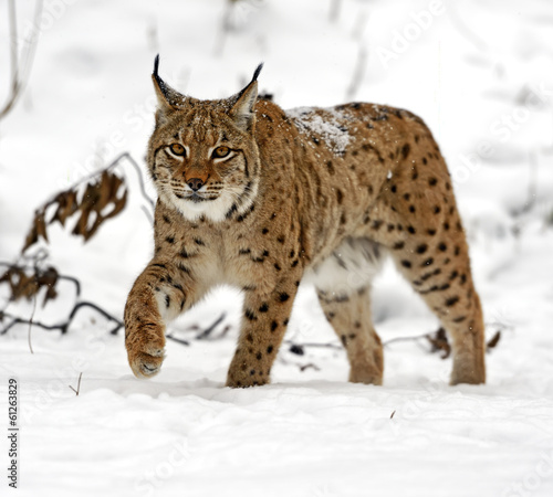 Obraz na płótnie winter Lynx