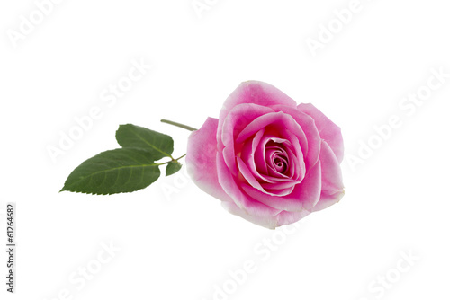 Single Pink Rose on White