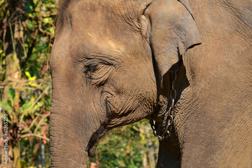 Elefant (Elephas maximus)  im Chitwan-Nationalpark, Nepal photo