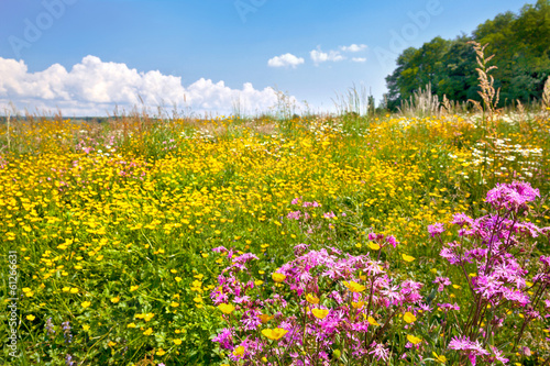 Field of beautiful flowers and grass.
