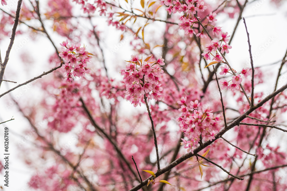Wild himalayan cherry flower blossom Wild himalayan cherry flower blossom