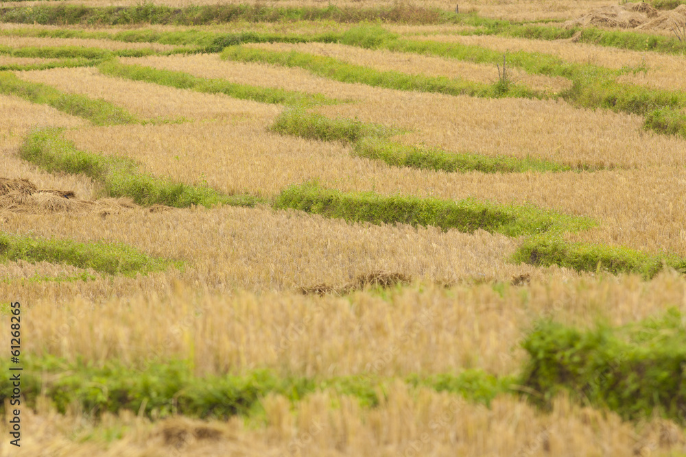 agriculture, Thai steps agriculture rice farming pattern agriculture, Thai steps agriculture rice farming pattern