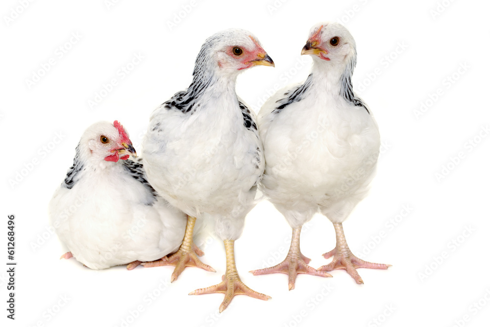 Chickens on white background