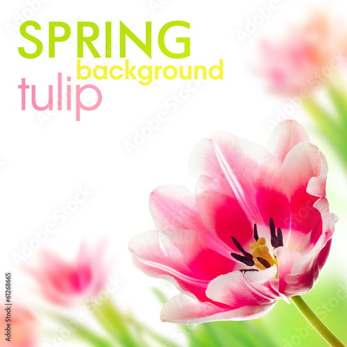 Fototapeta Naklejka Na Ścianę i Meble -  Bouquet of tulips on white background